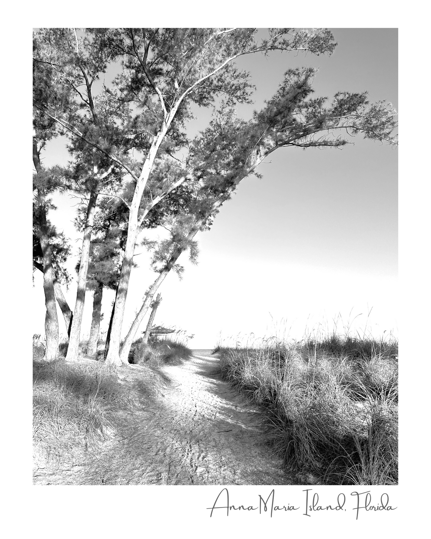 Florida Anna Maria Island Coquina Beach Path Giclee Travel Print