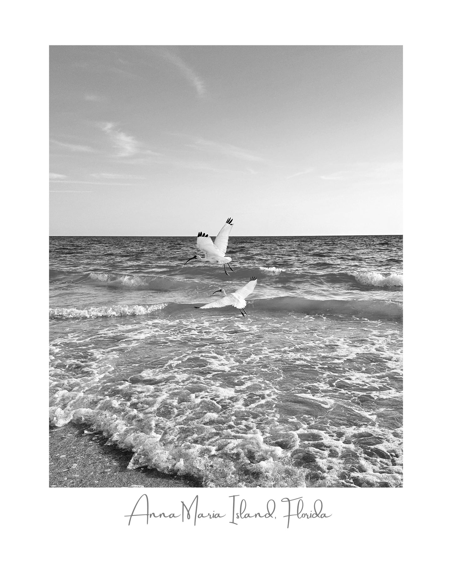 Florida Anna Maria Island White Ibis Shorebirds Giclee Travel Print