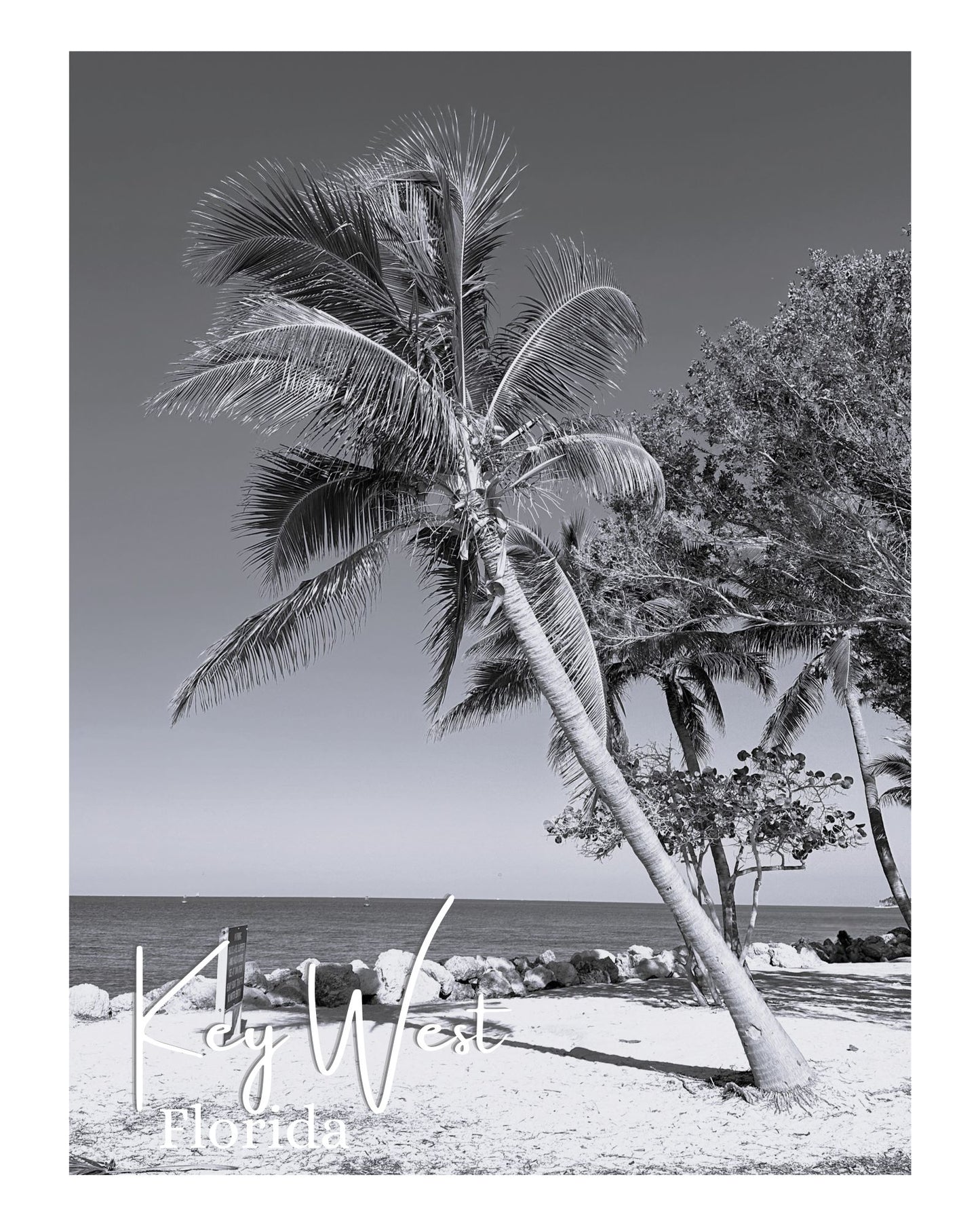 Florida Key West Fort Zachary Taylor State Park Palm Tree Views Giclee Travel Print