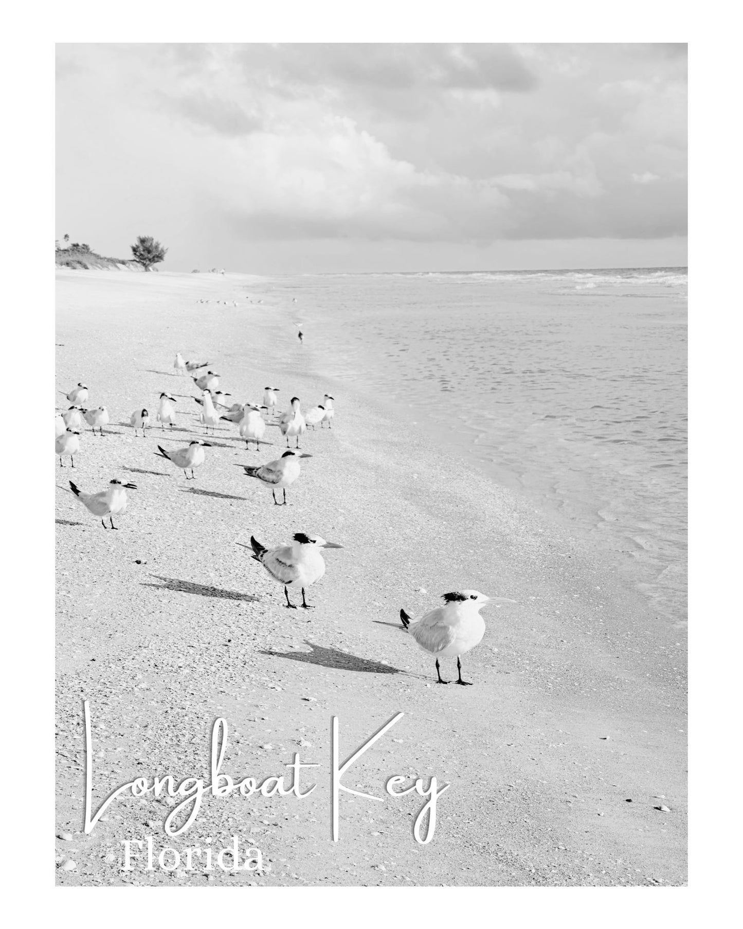 Florida Longboat Key Beach Shorebirds Giclee Travel Print