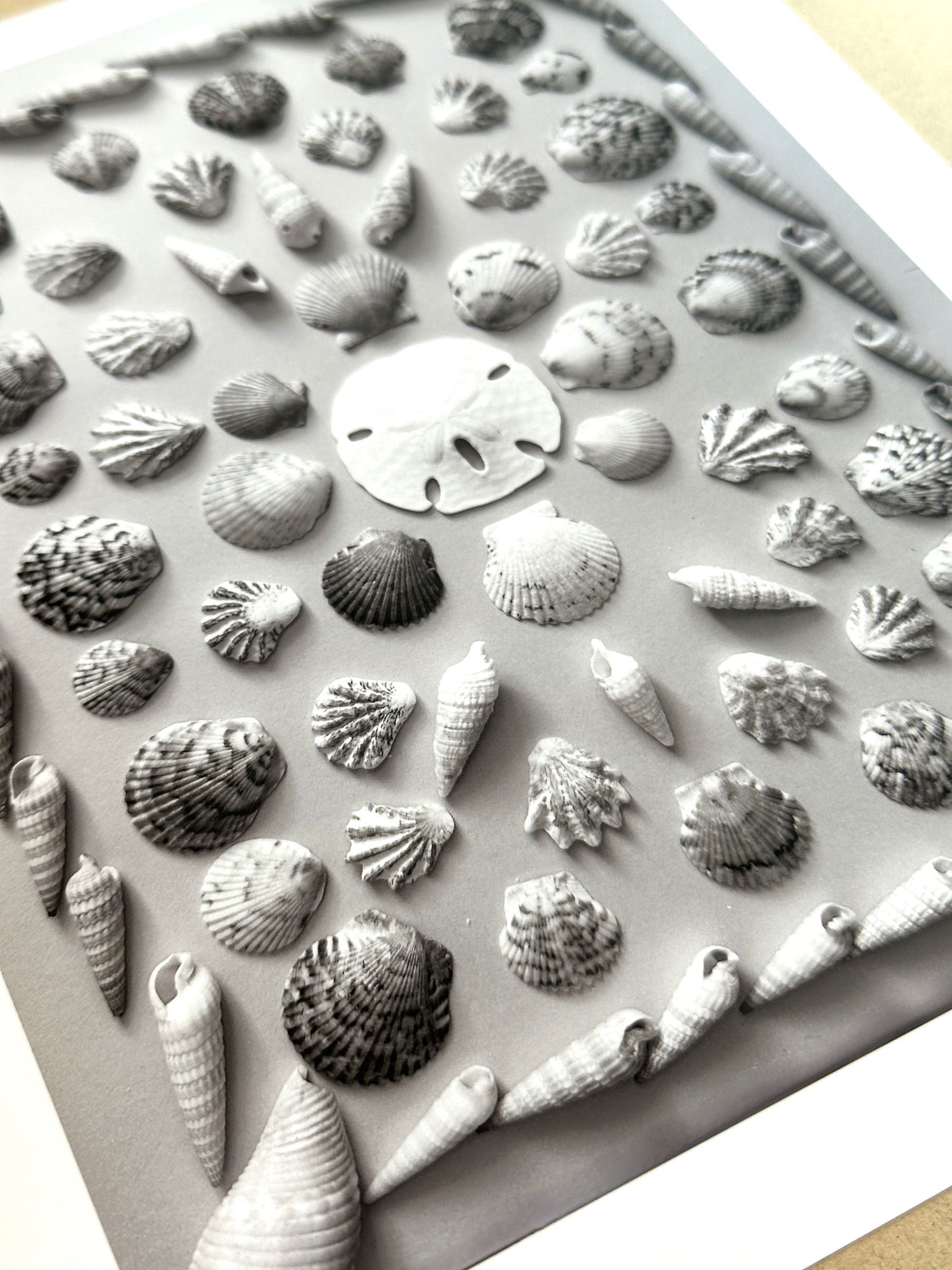 Florida Shell Collection Art Print Black and White, Giclee Art Print, Unframed