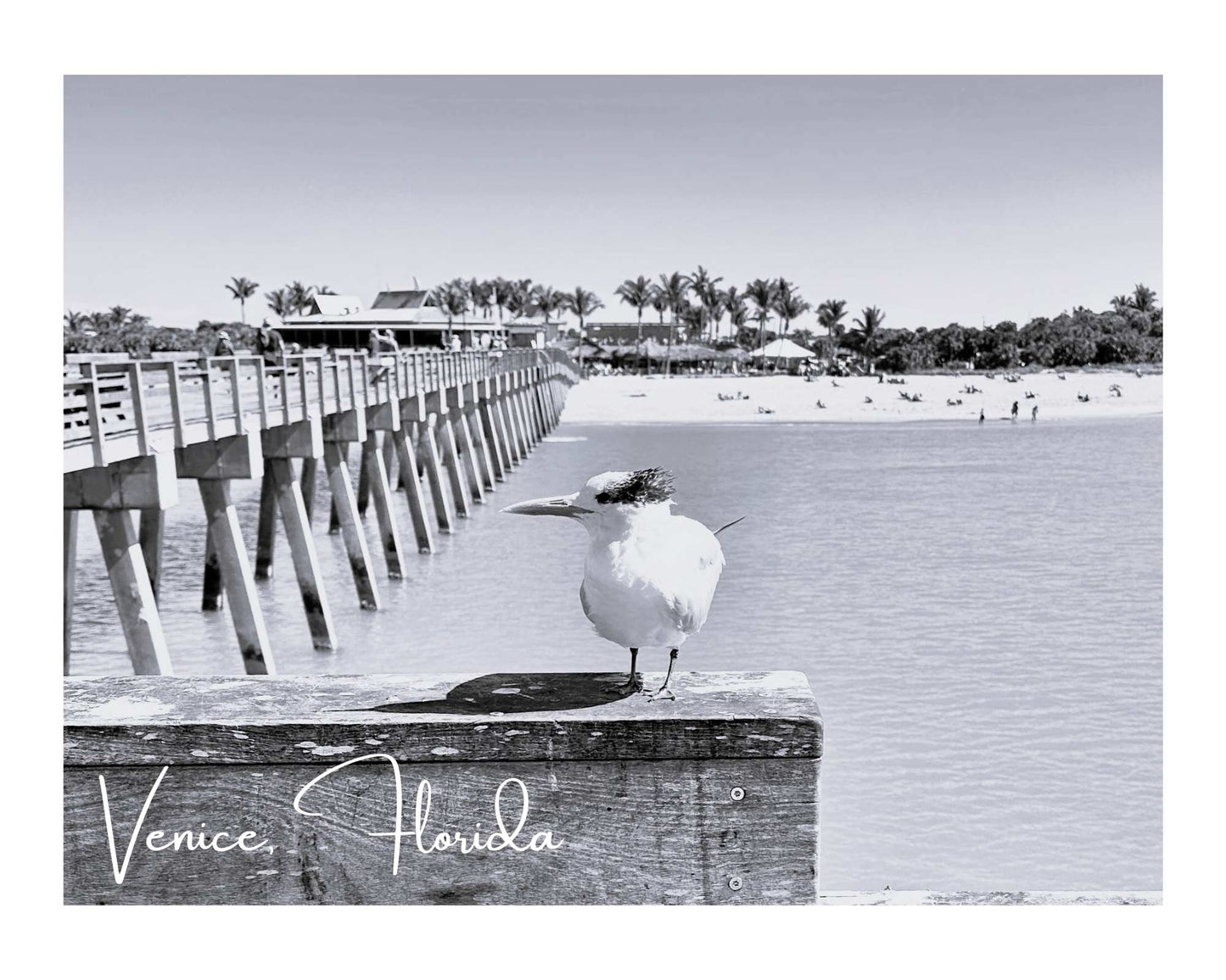 Florida Venice Beach Pier Giclee Travel Print