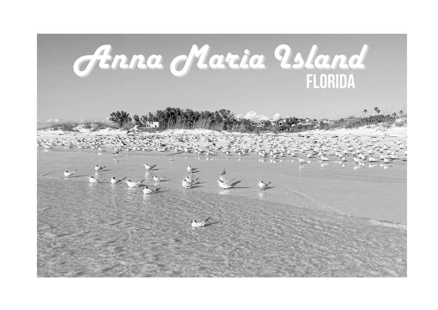 Florida Anna Maria Island Shorebirds Giclee Travel Print
