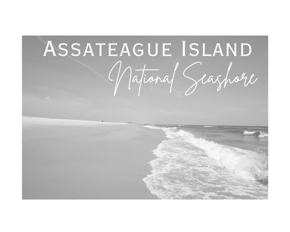 Maryland Assateague National Seashore Giclee Travel Print