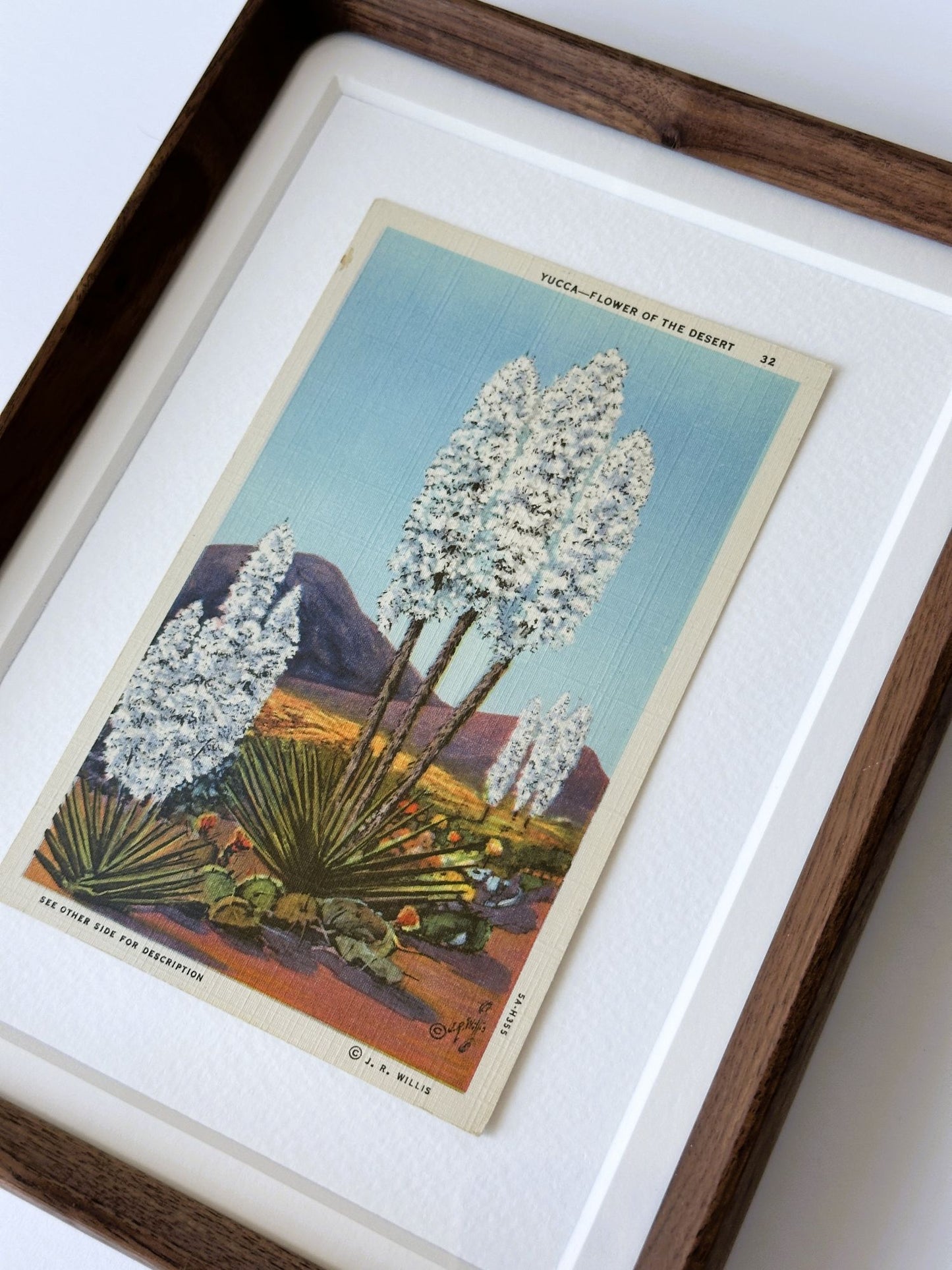 American Southwest Yucca Flower Plant Framed Vintage 1930-1945 Linen Postcard