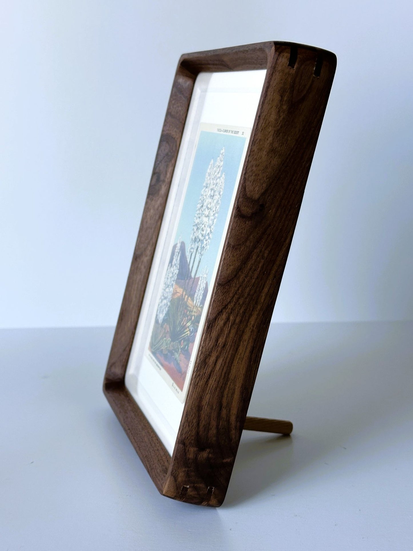 American Southwest Yucca Flower Plant Framed Vintage 1930-1945 Linen Postcard