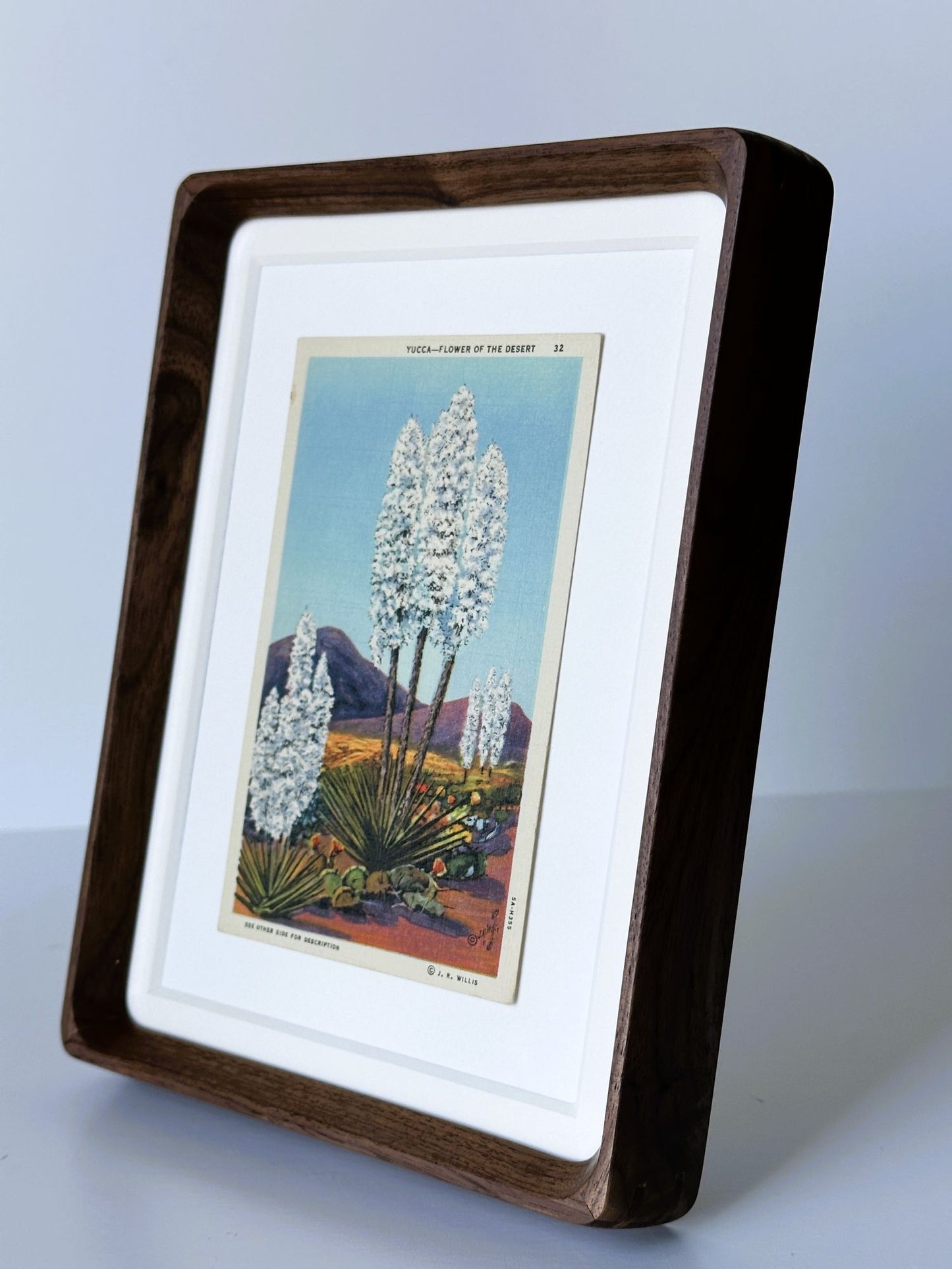 American Southwest Yucca Flower Plant Framed Vintage 1930-1945 Linen Postcard