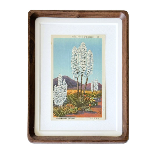 American Southwest Yucca Flower Plant Framed Vintage 1930-1945 Linen Postcard