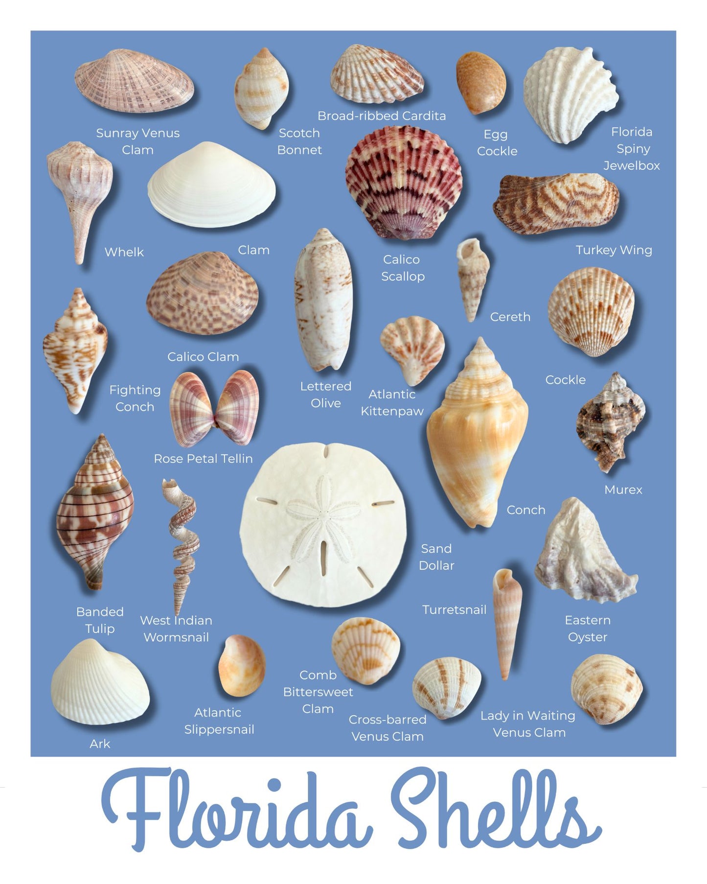 Florida Shells Retro Poster Style Giclee Art Print, Unframed