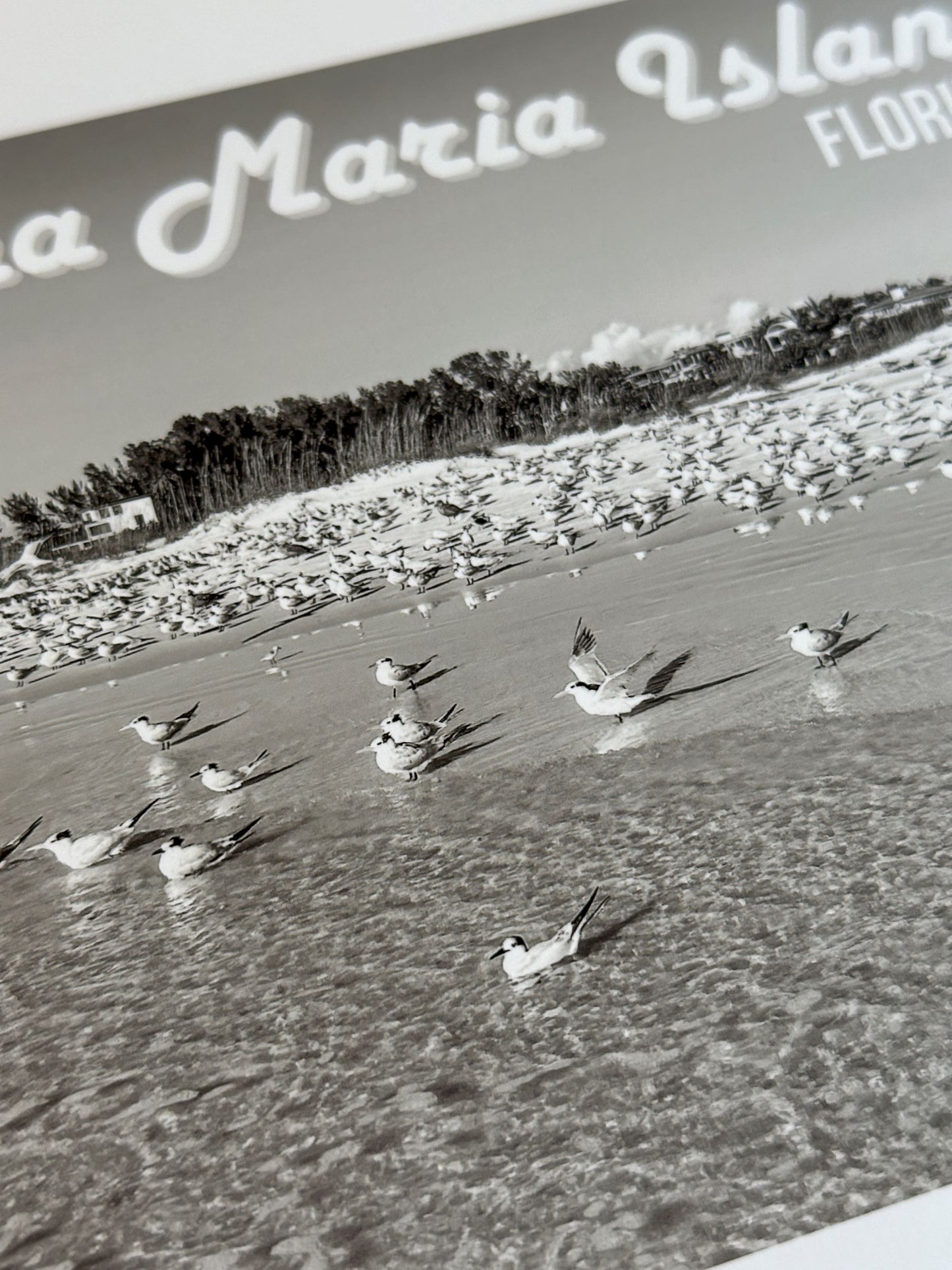 Florida Anna Maria Island Shorebirds Giclee Travel Print