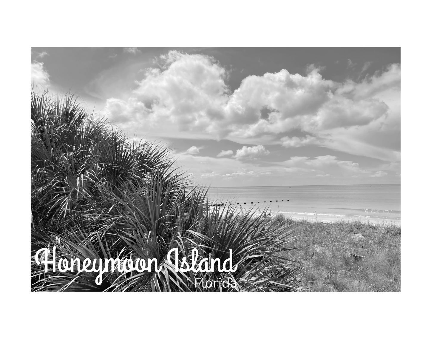 Florida Honeymoon Island State Park Giclee Travel Print