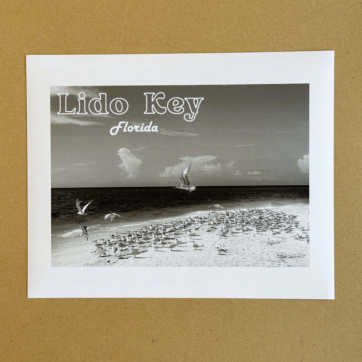 Florida Lido Key Beach Shorebirds Giclee Travel Print