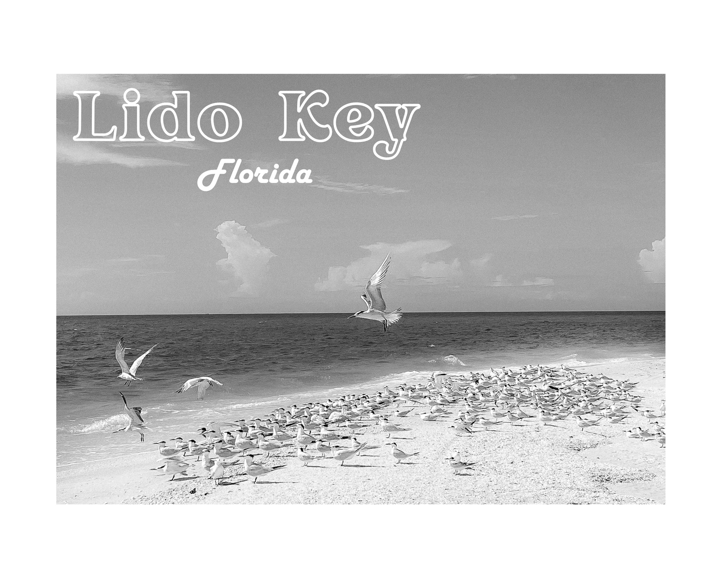 Florida Lido Key Beach Shorebirds Giclee Travel Print