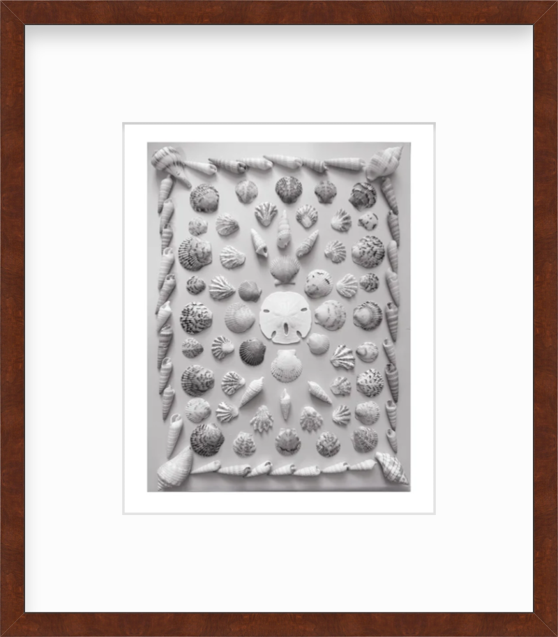 Florida Shell Collection Art Print Black and White, Giclee Art Print, Unframed