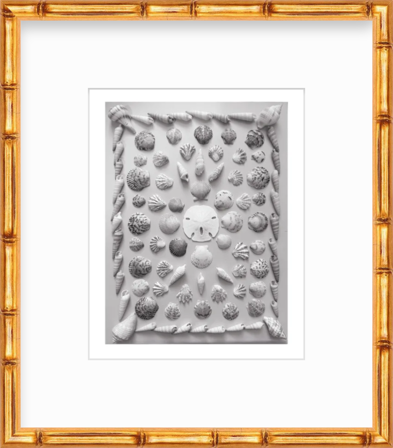 Florida Shell Collection Art Print Black and White, Giclee Art Print, Unframed