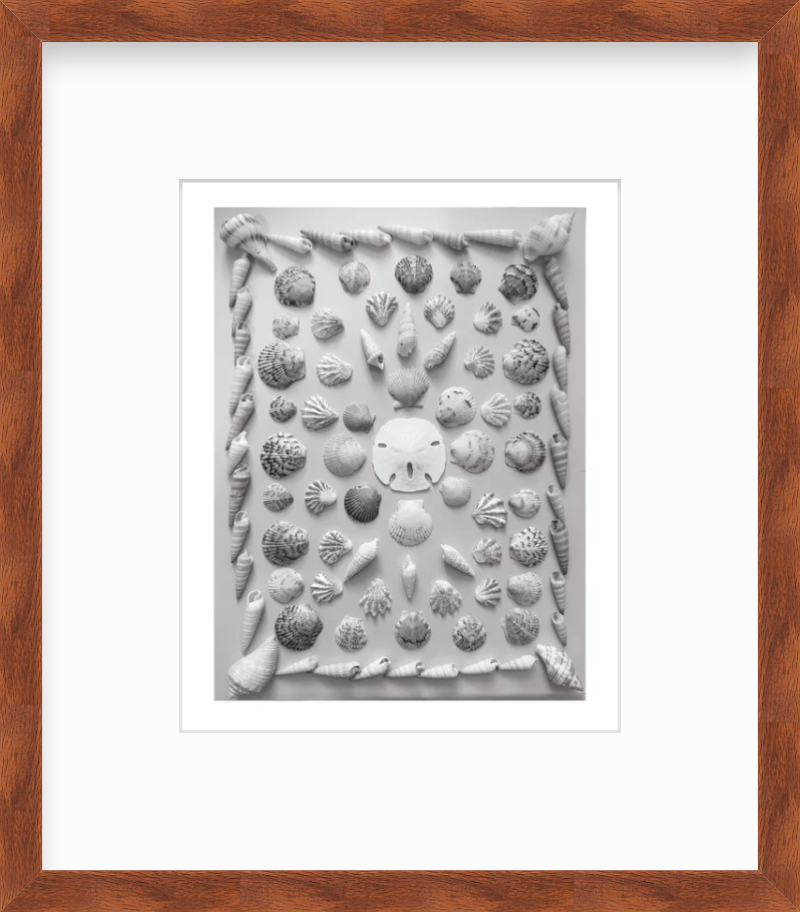 Florida Shell Collection Art Print Black and White, Giclee Art Print, Unframed