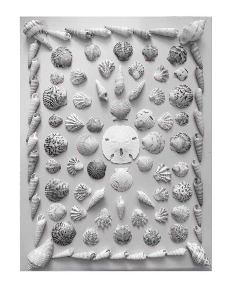 Florida Shell Collection Art Print Black and White, Giclee Art Print, Unframed