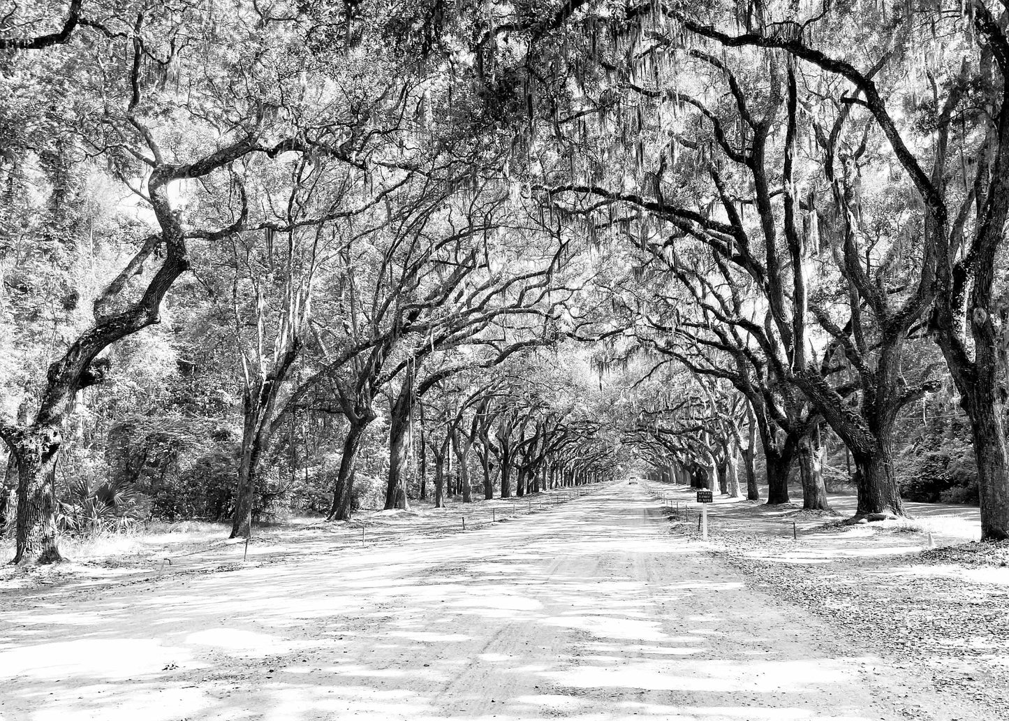Georgia Savannah Wormsloe Historic Site Giclee Travel Print