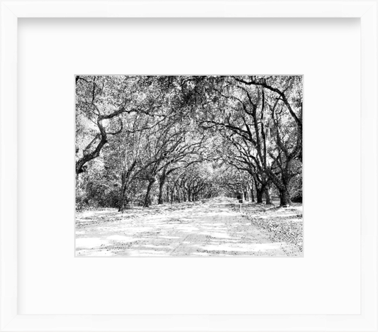 Georgia Savannah Wormsloe Historic Site Giclee Travel Print
