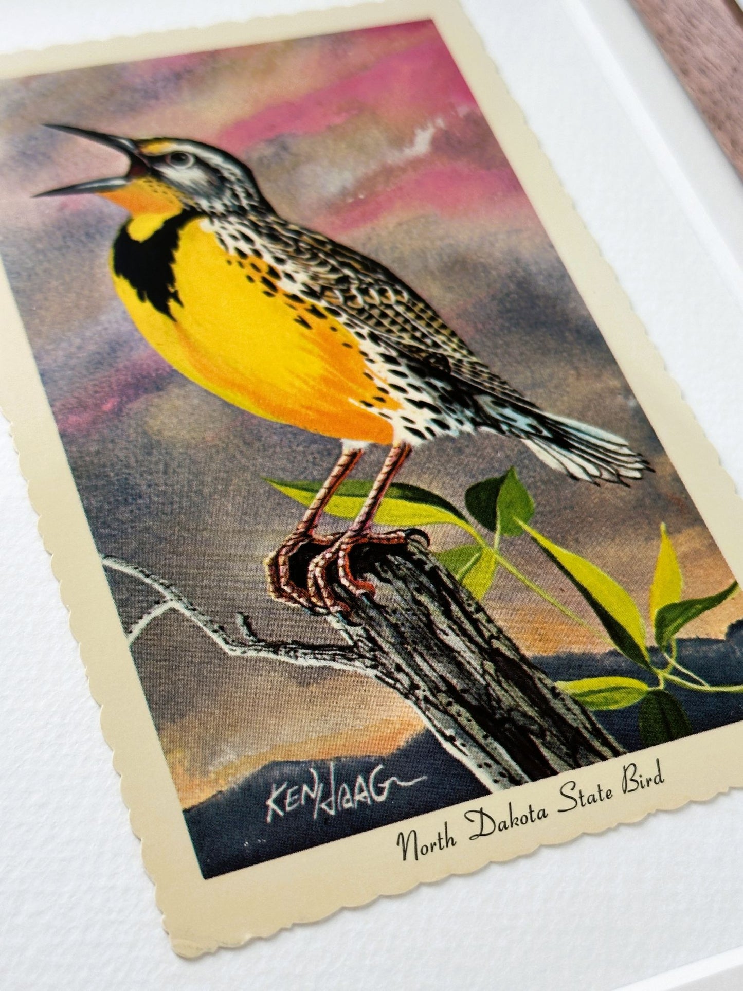 North Dakota State Bird Vintage 1966 Postcard Wood Framed