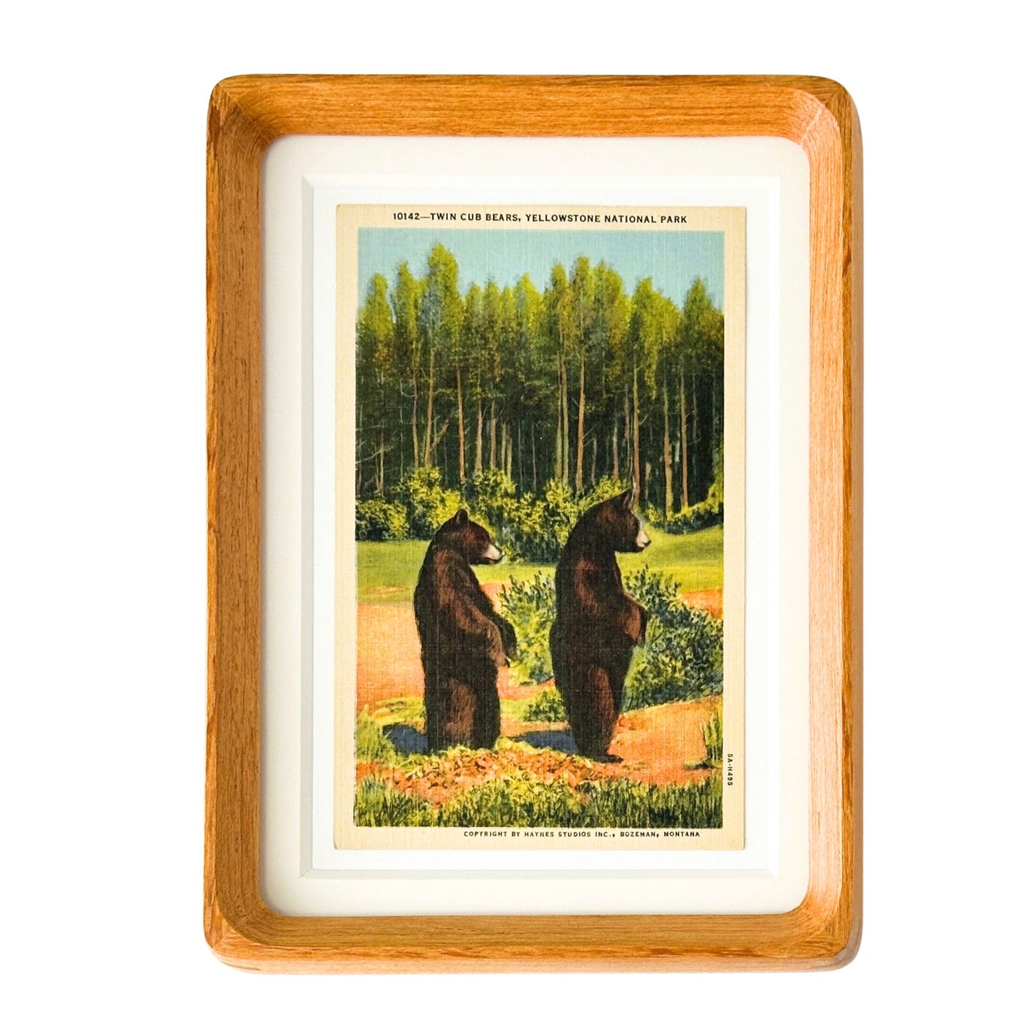 Wyoming Montana Yellowstone National Park Twin Bear Cubs Vintage Linen Postcard Postmarked 1960 Wood Framed
