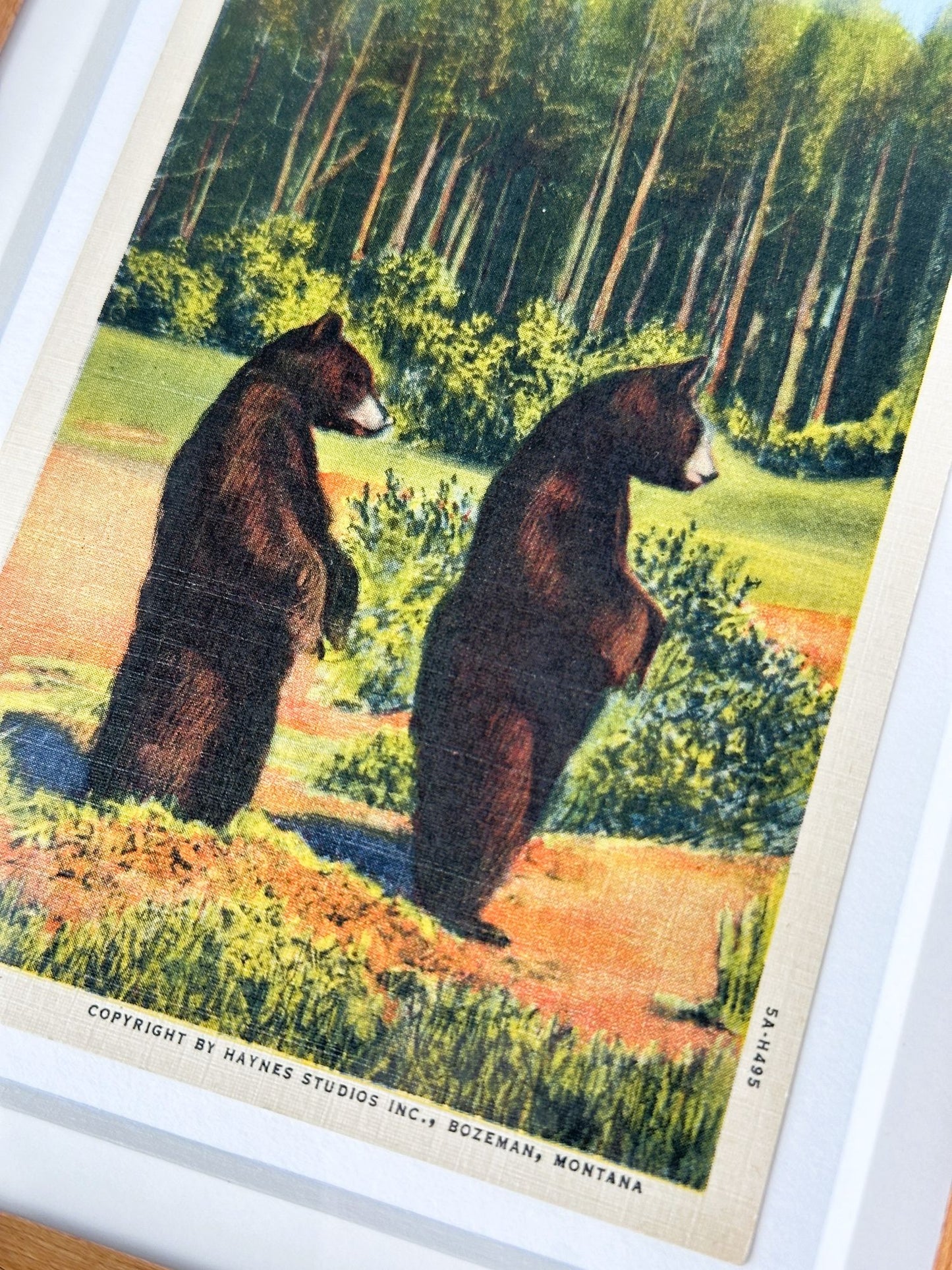 Wyoming Montana Yellowstone National Park Twin Bear Cubs Vintage Linen Postcard Postmarked 1960 Wood Framed