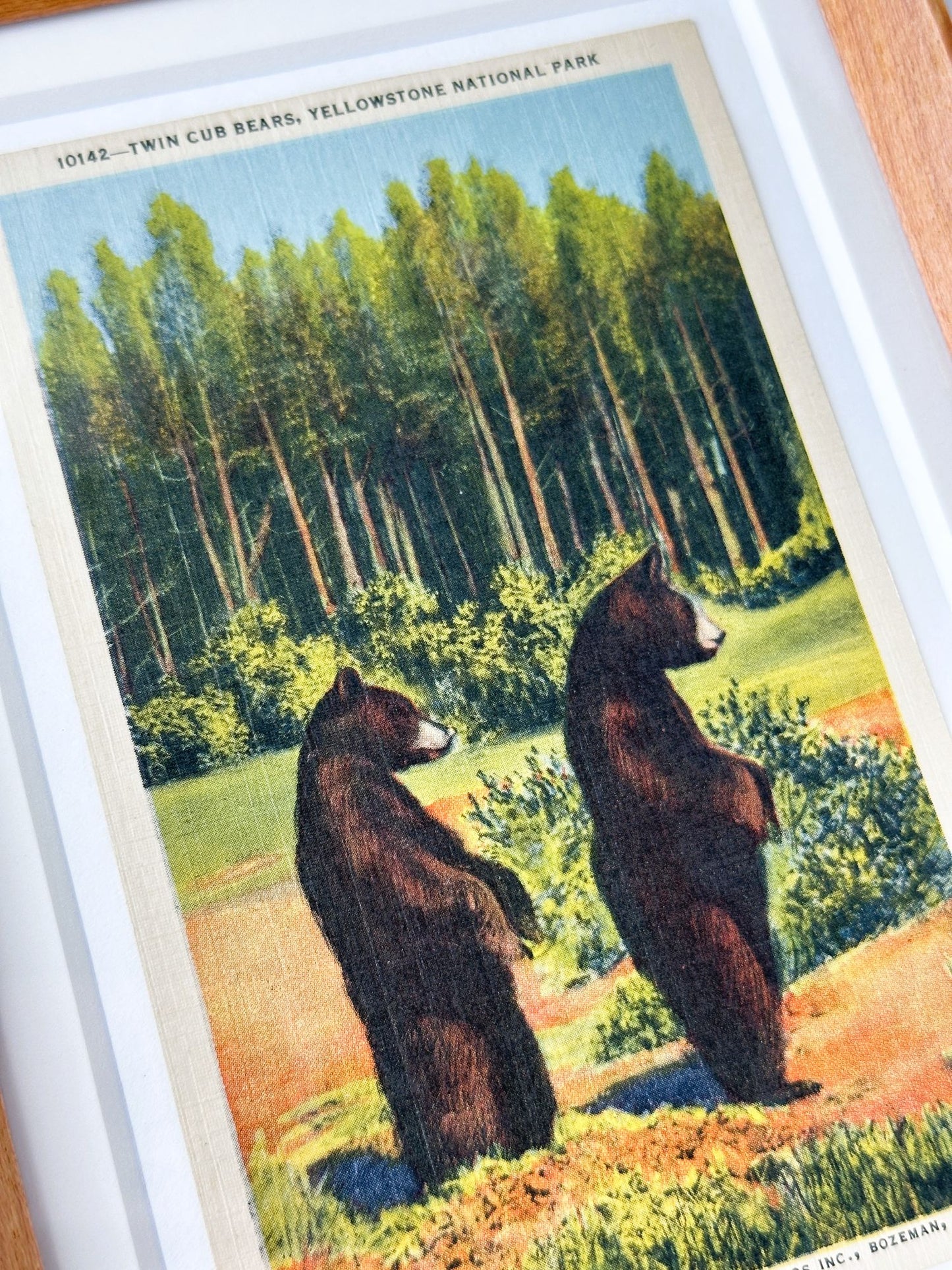 Wyoming Montana Yellowstone National Park Twin Bear Cubs Vintage Linen Postcard Postmarked 1960 Wood Framed