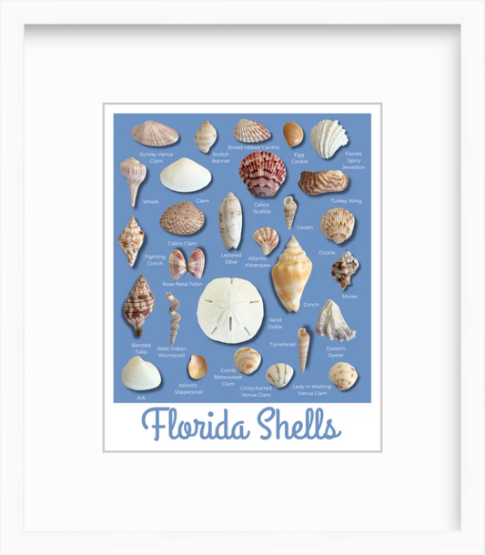 Florida Shells Retro Poster Style Giclee Art Print, Unframed