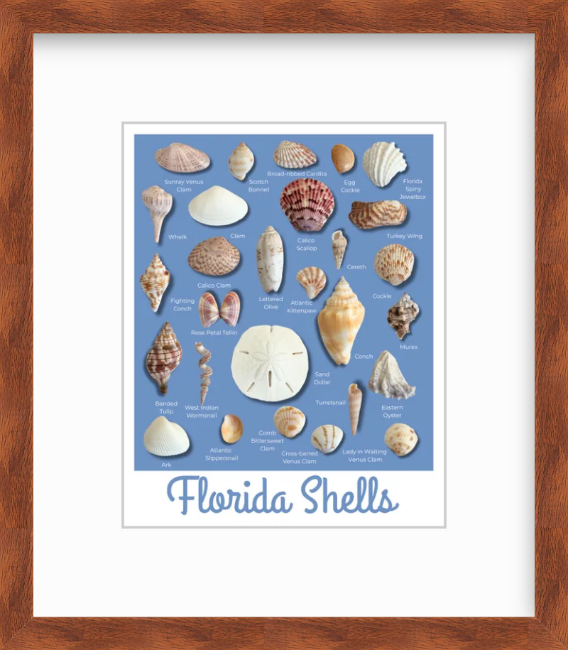 Florida Shells Retro Poster Style Giclee Art Print, Unframed