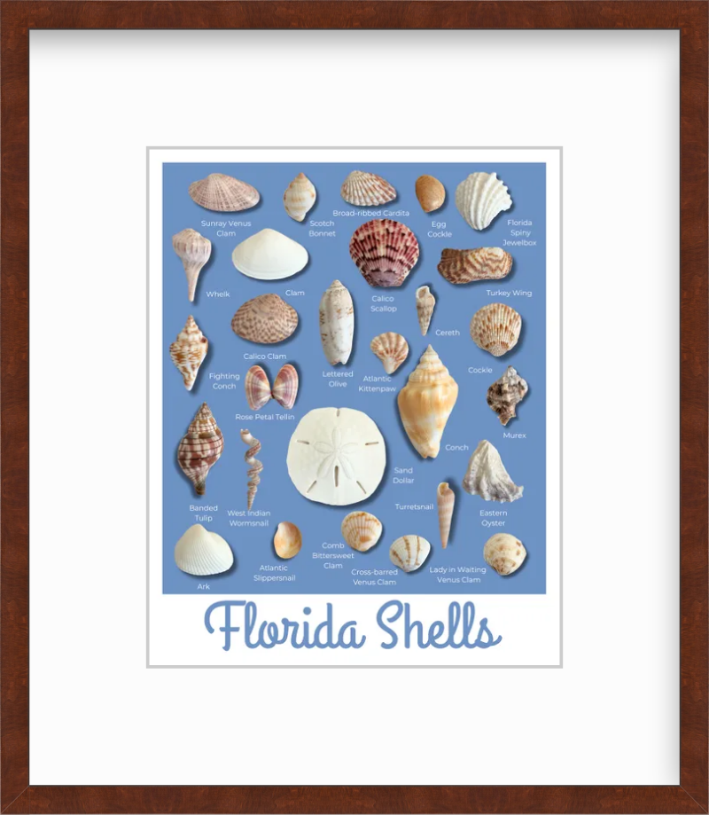 Florida Shells Retro Poster Style Giclee Art Print, Unframed