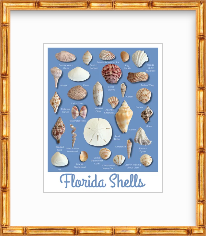 Florida Shells Retro Poster Style Giclee Art Print, Unframed